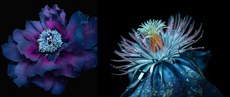 THE BEAUTY OF GLOWING FLOWERS IN DEBORA LOMBARDI PHOTOGRAPHY